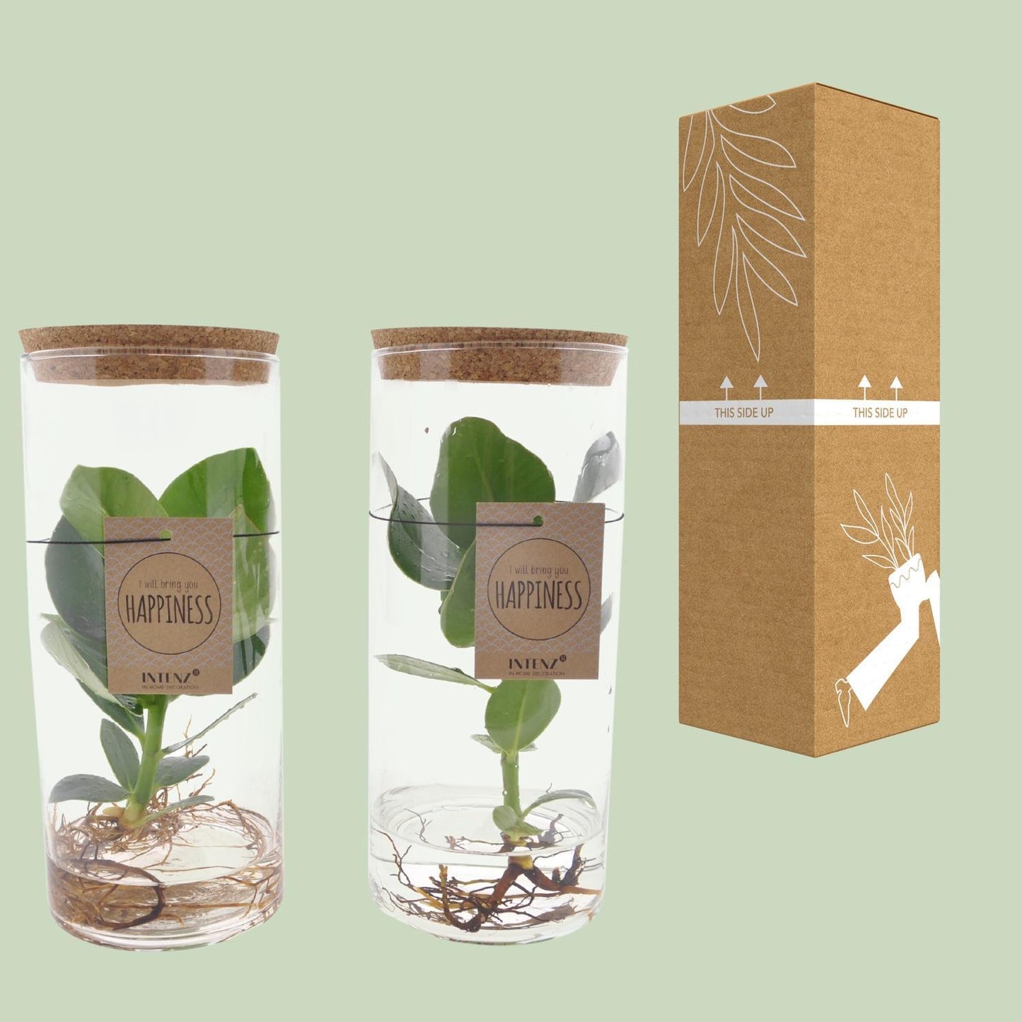 Clusia In Tube Glas M - ↨30cm - Ø12cm