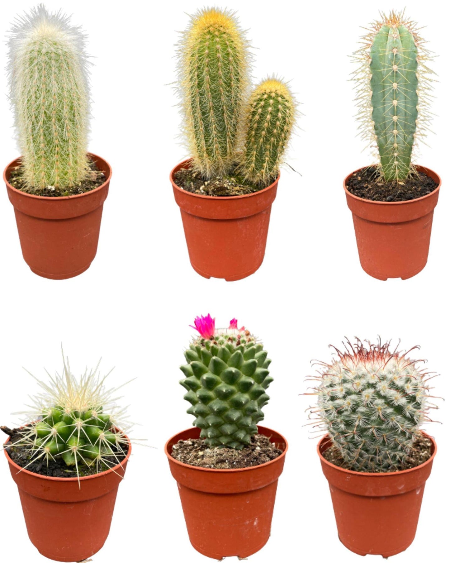 Cactus mix 6 suks- ↨8-15cm - Ø6.5cm