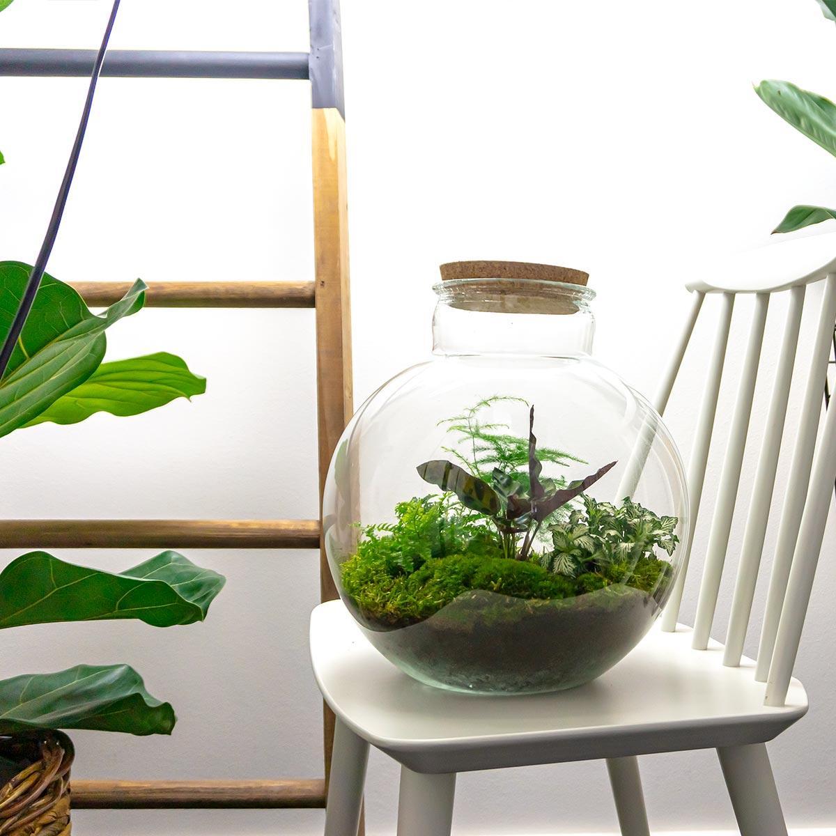 DIY terrarium Bolder Bob - ↨30cm - Ø30cm