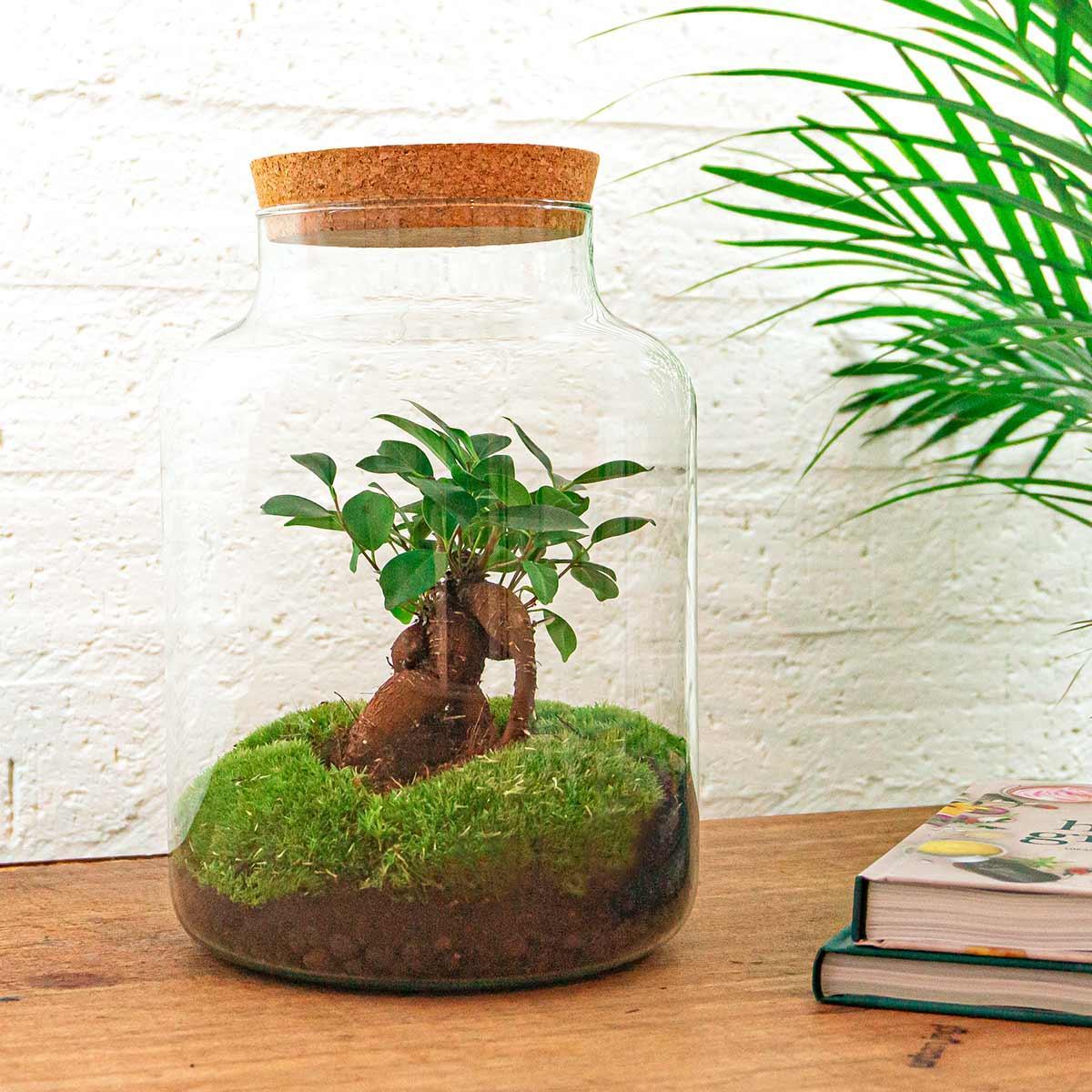 DIY terrarium Milky met bonsai - ↨32cm - Ø21cm
