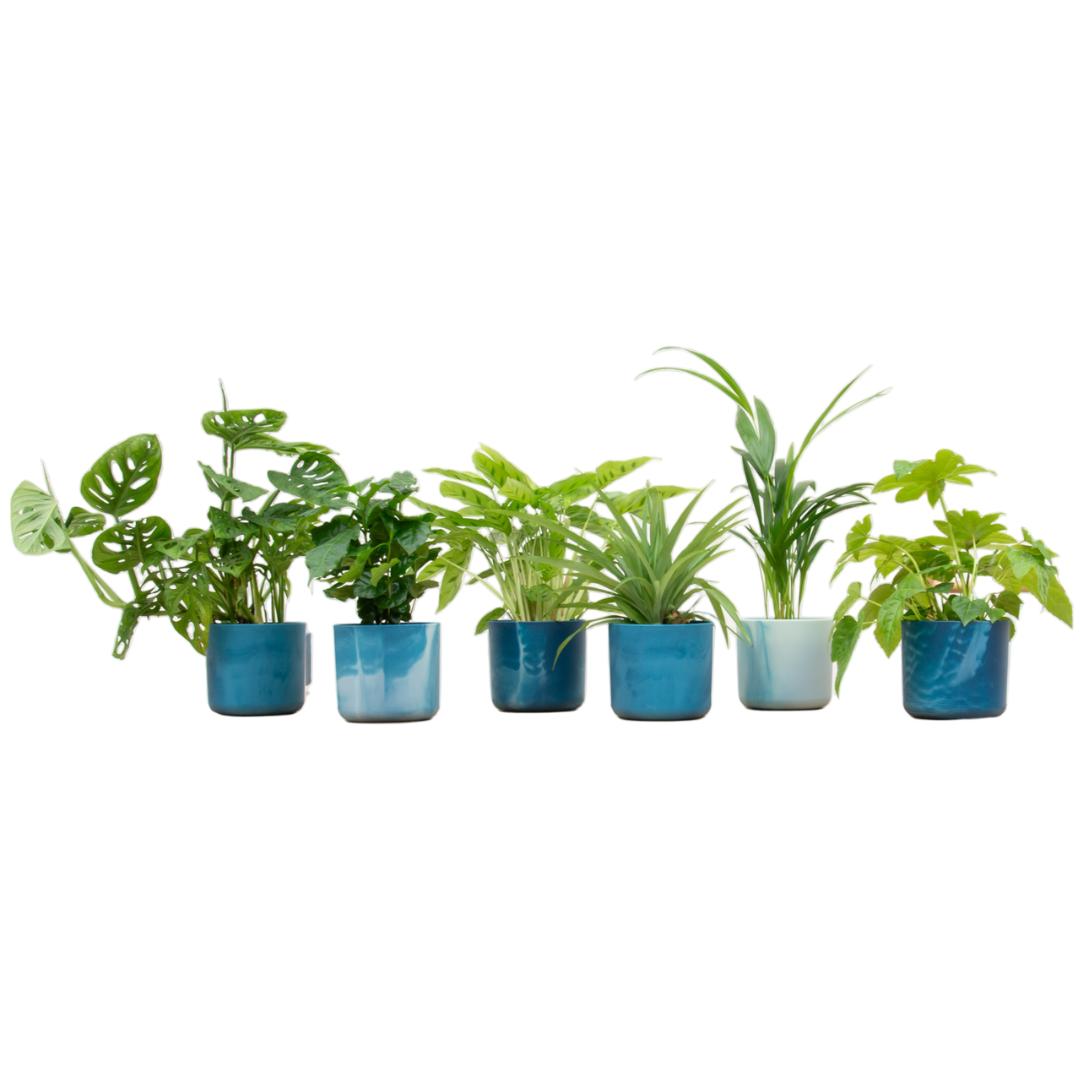 Verrassingsbox met 6 planten inclusief bloempotten Atlantisch blauw - Ø14cm