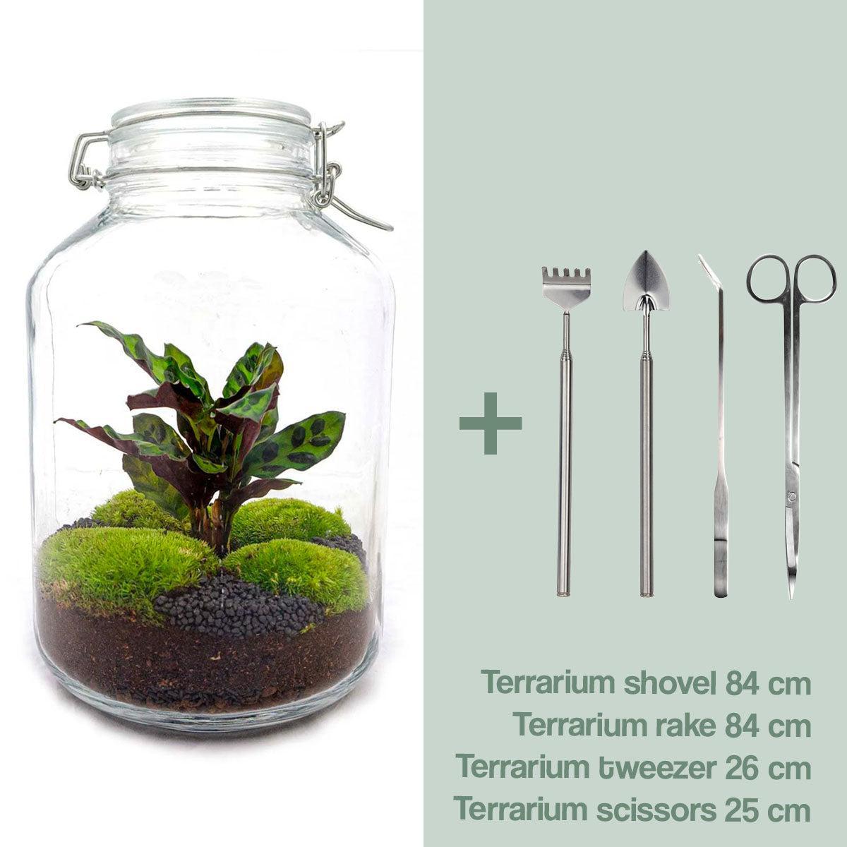 DIY terrarium Jar Calathea - ↨28 cm - Ø18cm