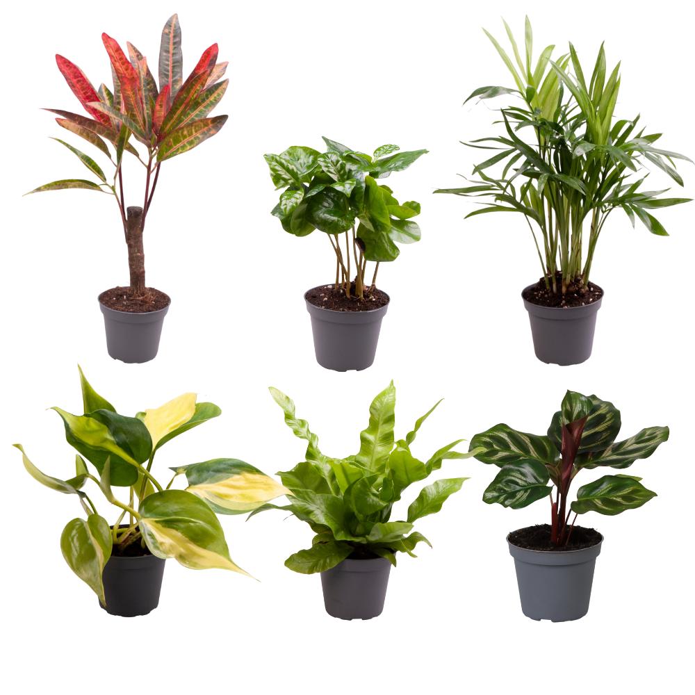 Verrassingsbox met 6 mini plantjes - ↨12cm - Ø6cm