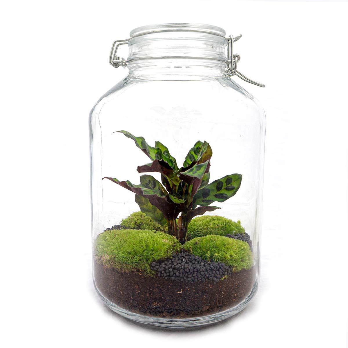 DIY terrarium Jar Calathea - ↨28 cm - Ø18cm