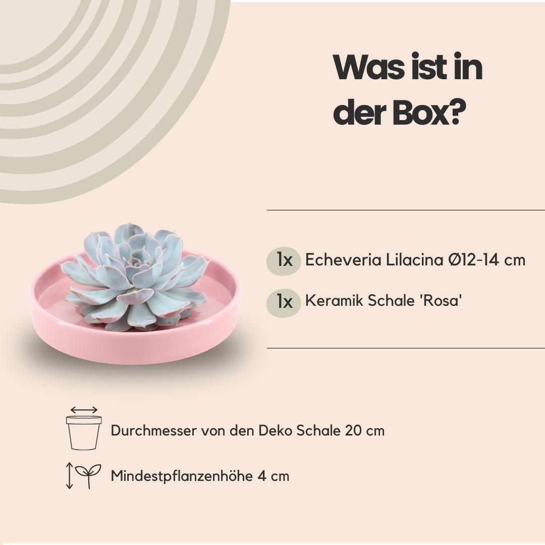 Succulent Echeveria Lilacina in schaal roze - ↨5cm - Ø20cm
