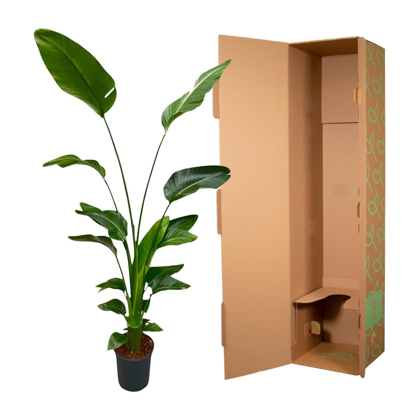Strelitzia Nicolai - ↨170cm - Ø21cm