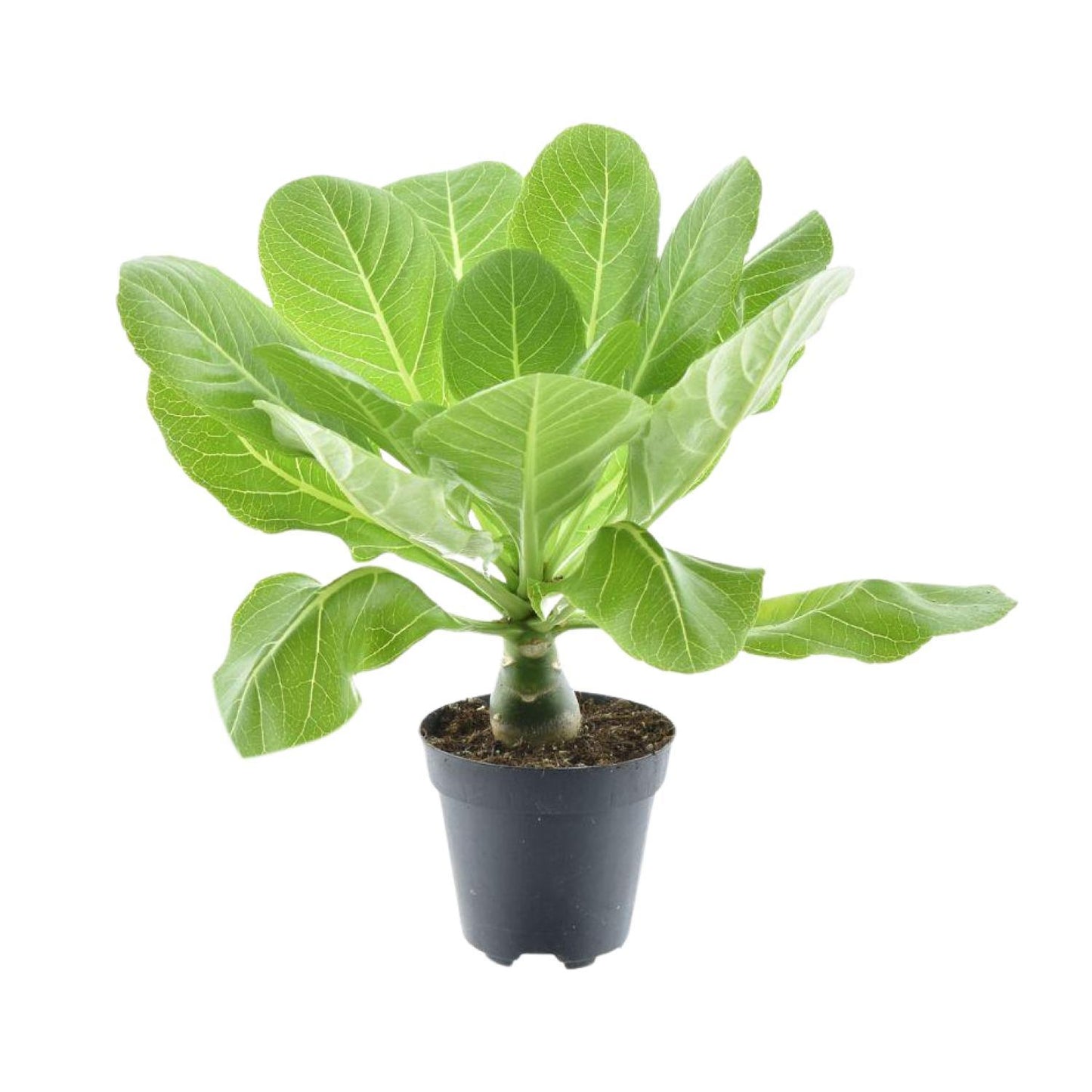 Brighamia Insignis 'Hawaii Palm' - ↨37cm - Ø12cm