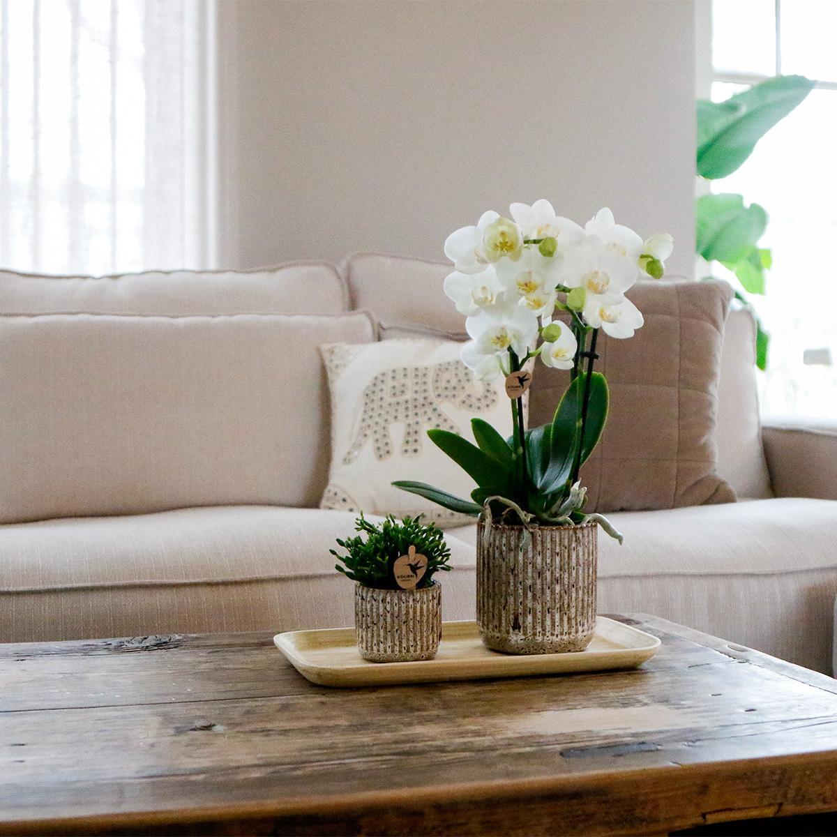 Plantenset Untamed Nature - Groene planten met Phalaenopsis orchidee in Jaguar sierpotten en bamboe dienblad