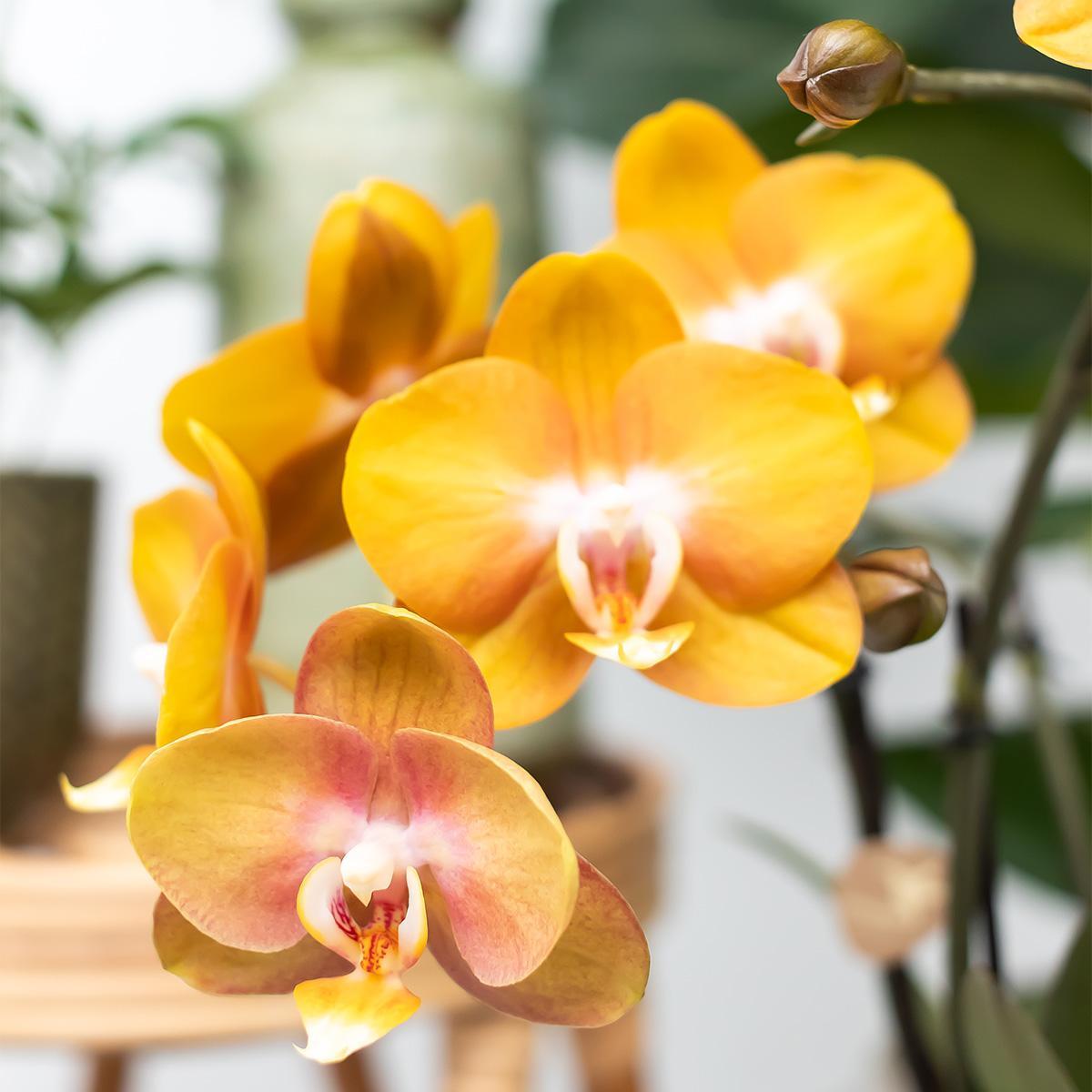 Verrassingsbox met 4 orchideeën mix kleur - Ø12cm
