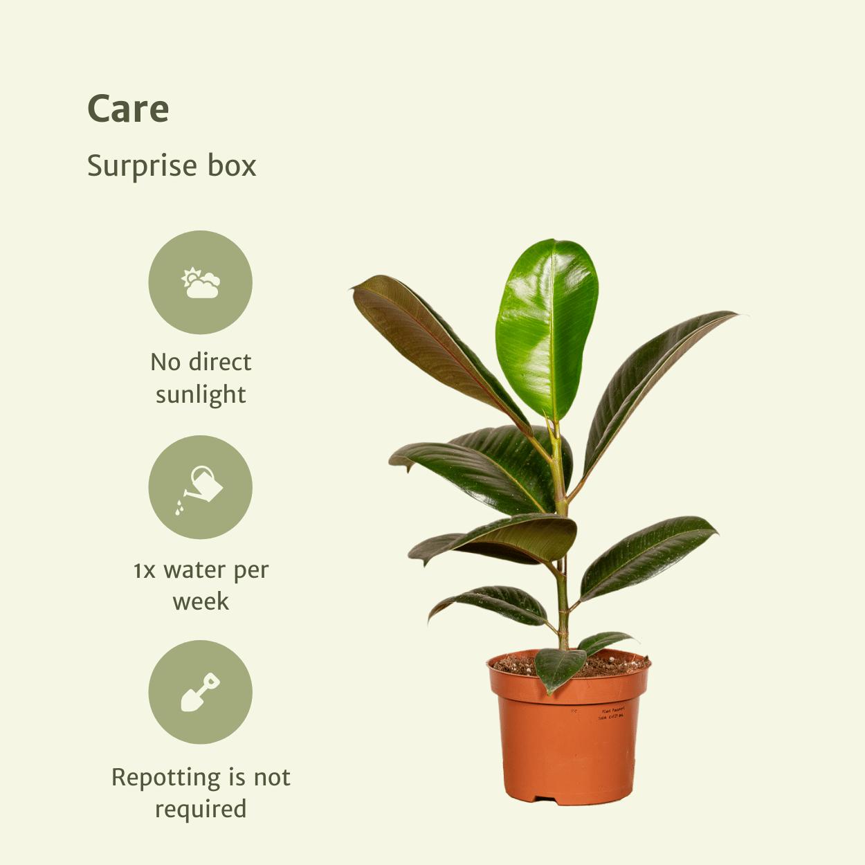 Verrassingsbox met 10 kamerplanten - ↨35cm - Ø12cm