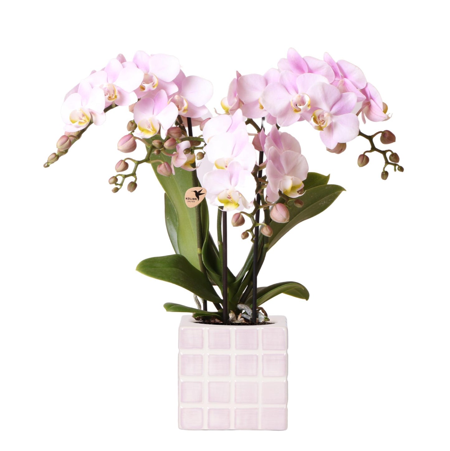 Roze phalaenopsis orchidee Portugal + Mosa sierpot roze - Ø9cm