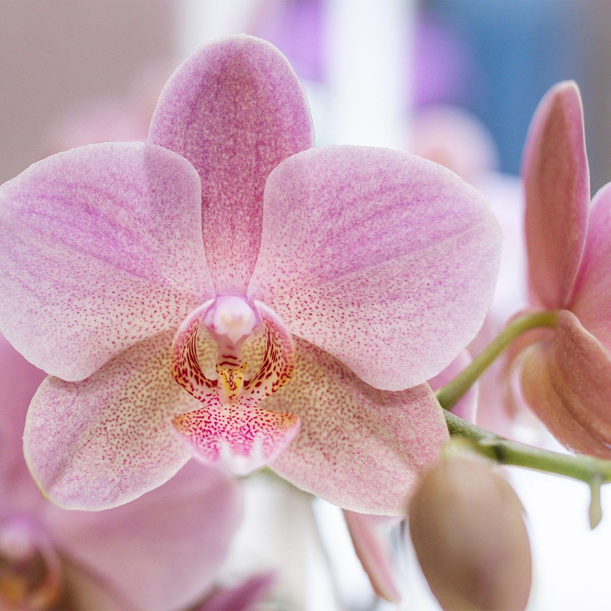 Verrassingsbox met 4 orchideeën mix kleur - Ø12cm