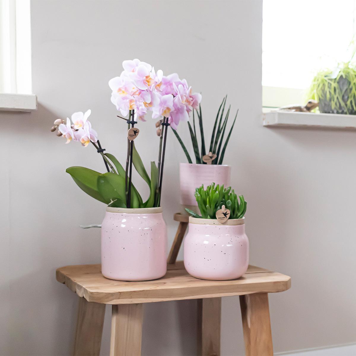 Verrassingsbox met 4 orchideeën mix kleur - Ø9cm
