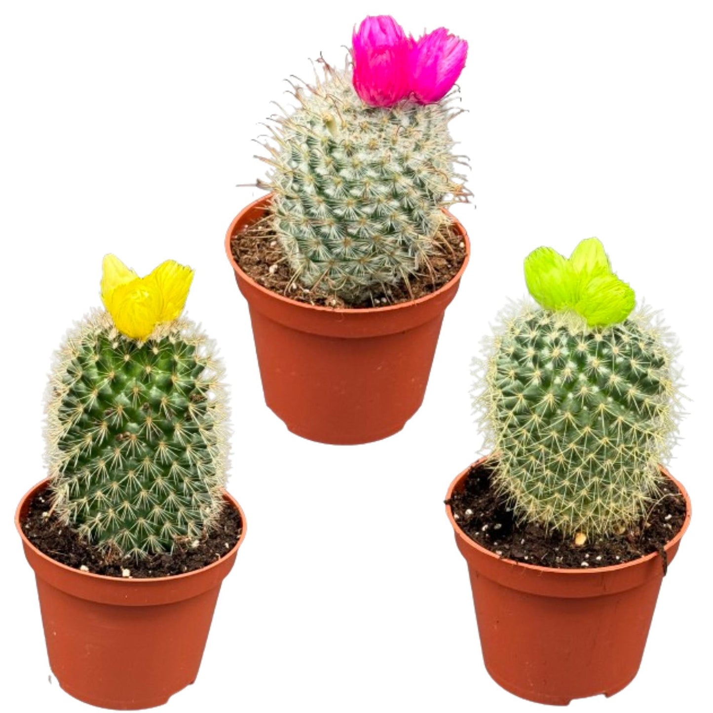 Cactus mix kunstbloemen 3 stuks - ↨10-15cm - Ø8.5cm