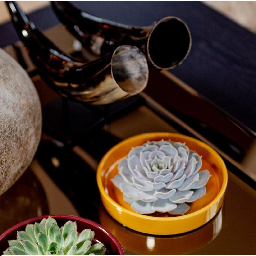 Succulent Echeveria Pulidonis in schaal geel - ↨5cm - Ø20cm