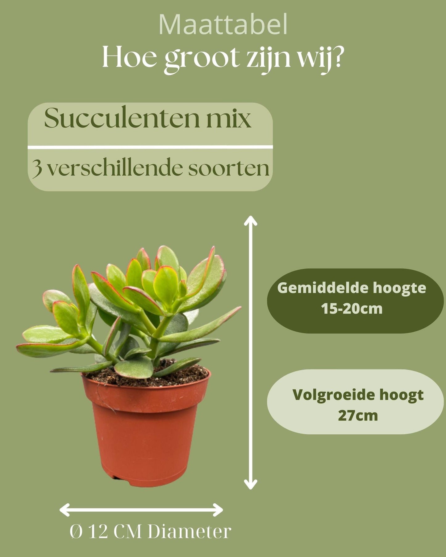 Succulenten mix 3 stuks - ↨16-22cm - Ø12cm