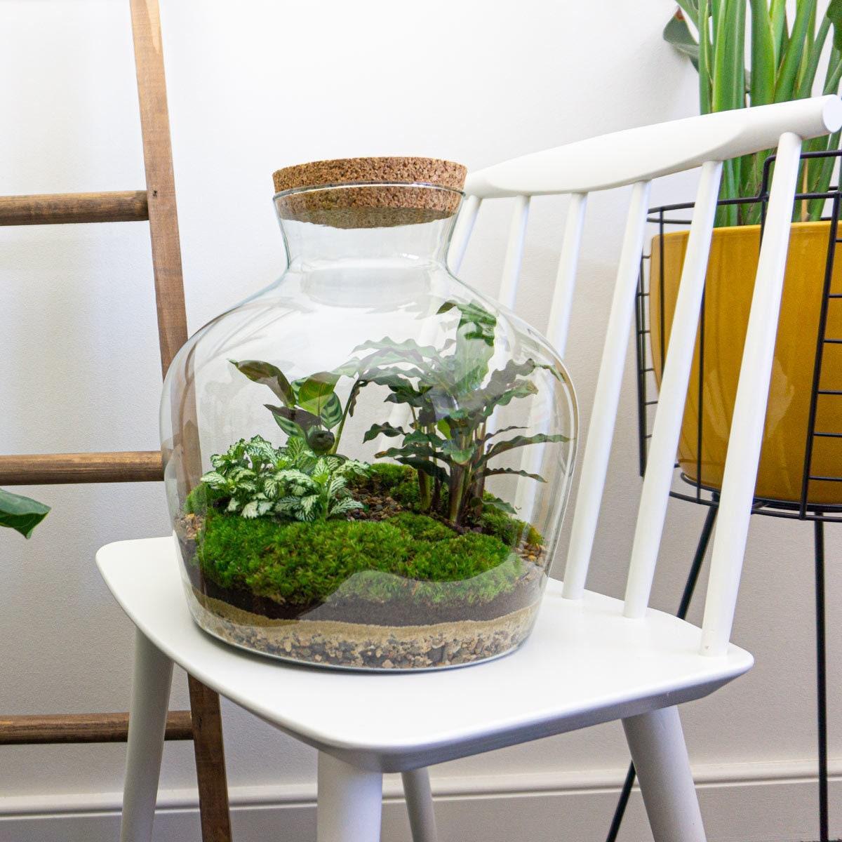 DIY terrarium Fat Joe - ↨30 cm - Ø29cm
