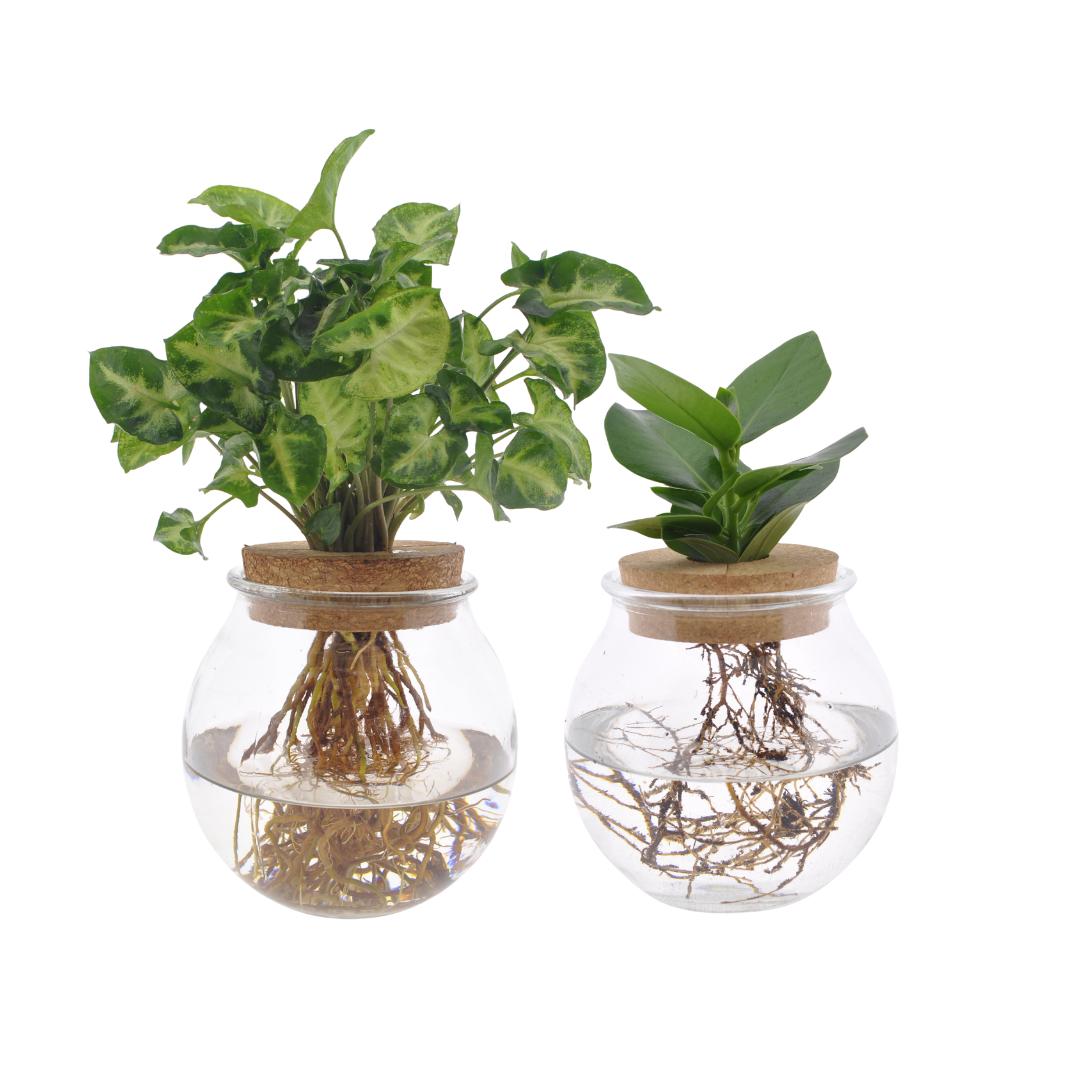 Bolglas Duo Clusia/Syngonium - 2 stuks - ↨30cm - Ø12cm