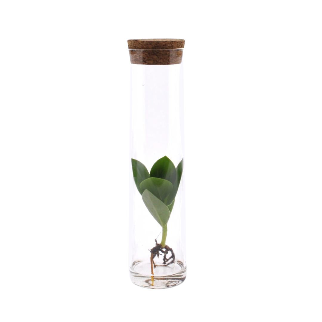 Clusia In Tube Glas - ↨15cm - Ø5cm