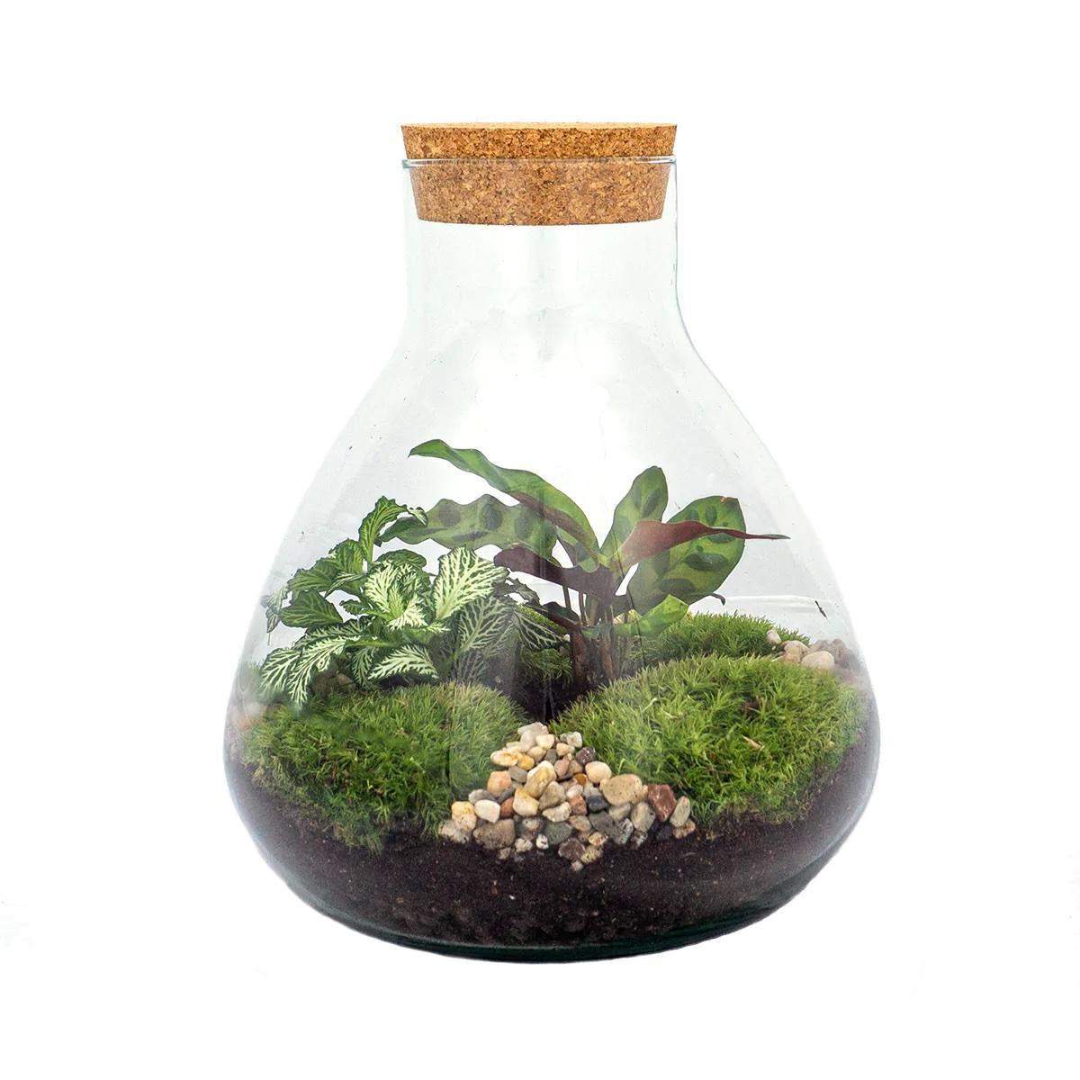 DIY terrarium Sammie – ↨27cm - Ø22,5cm
