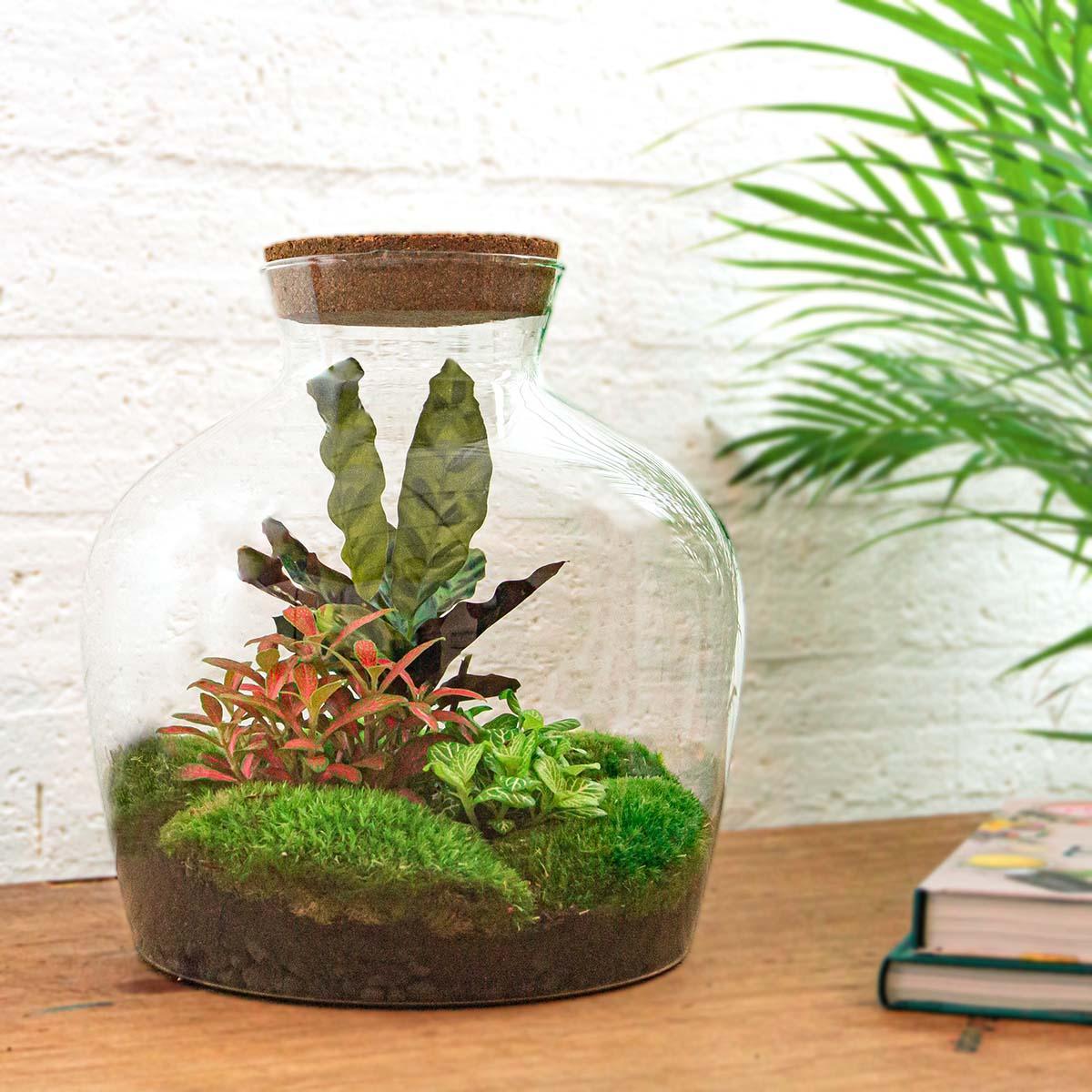 DIY terrarium Fat Joe Rood - ↨30cm - Ø29cm