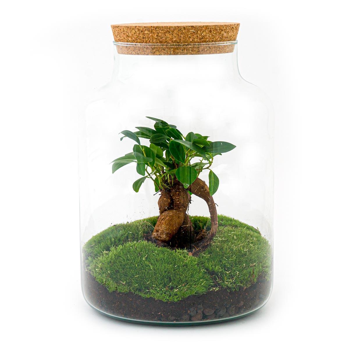 DIY terrarium Milky met bonsai - ↨32cm - Ø21cm