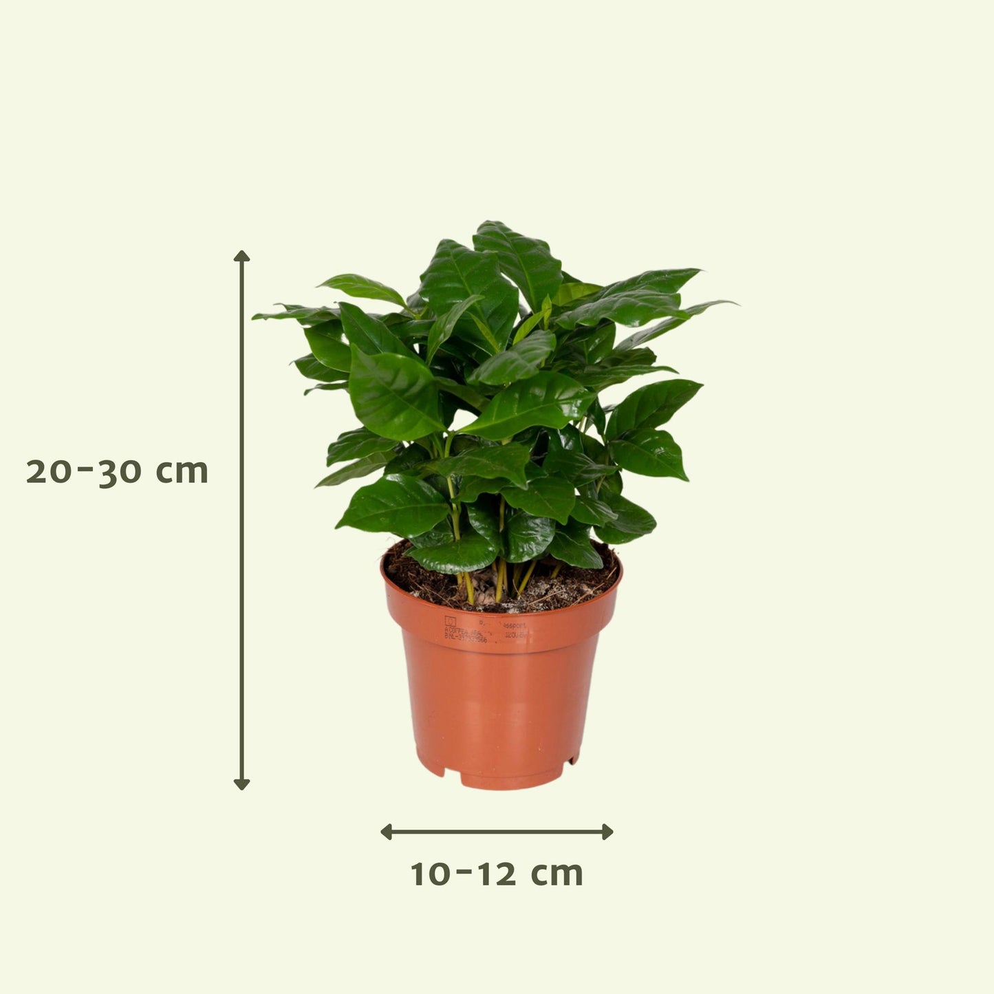 Verrassingsbox met 8 kamerplanten - ↨20 a 30cm - Ø10 a 12cm