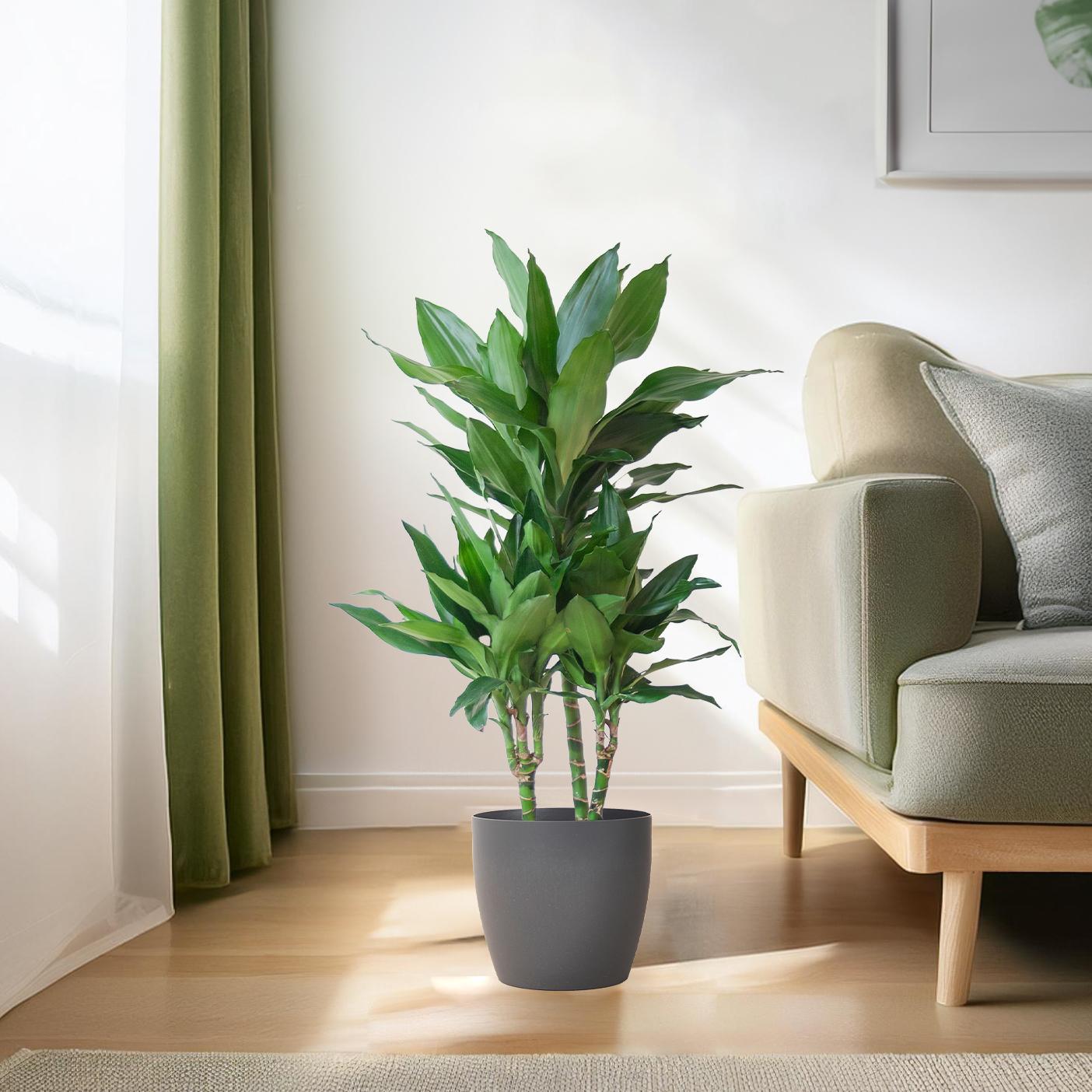 Dracaena Janet Lindt incl. Viber grijs pot - ↨195cm - Ø21cm