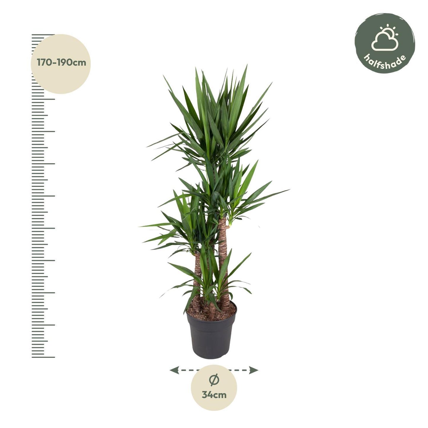 Yucca Elephantipe - ↨180cm - Ø34cm