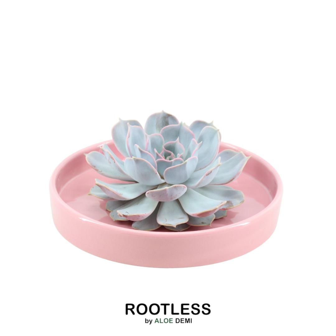 Succulent Echeveria Lilacina in schaal roze - ↨5cm - Ø20cm