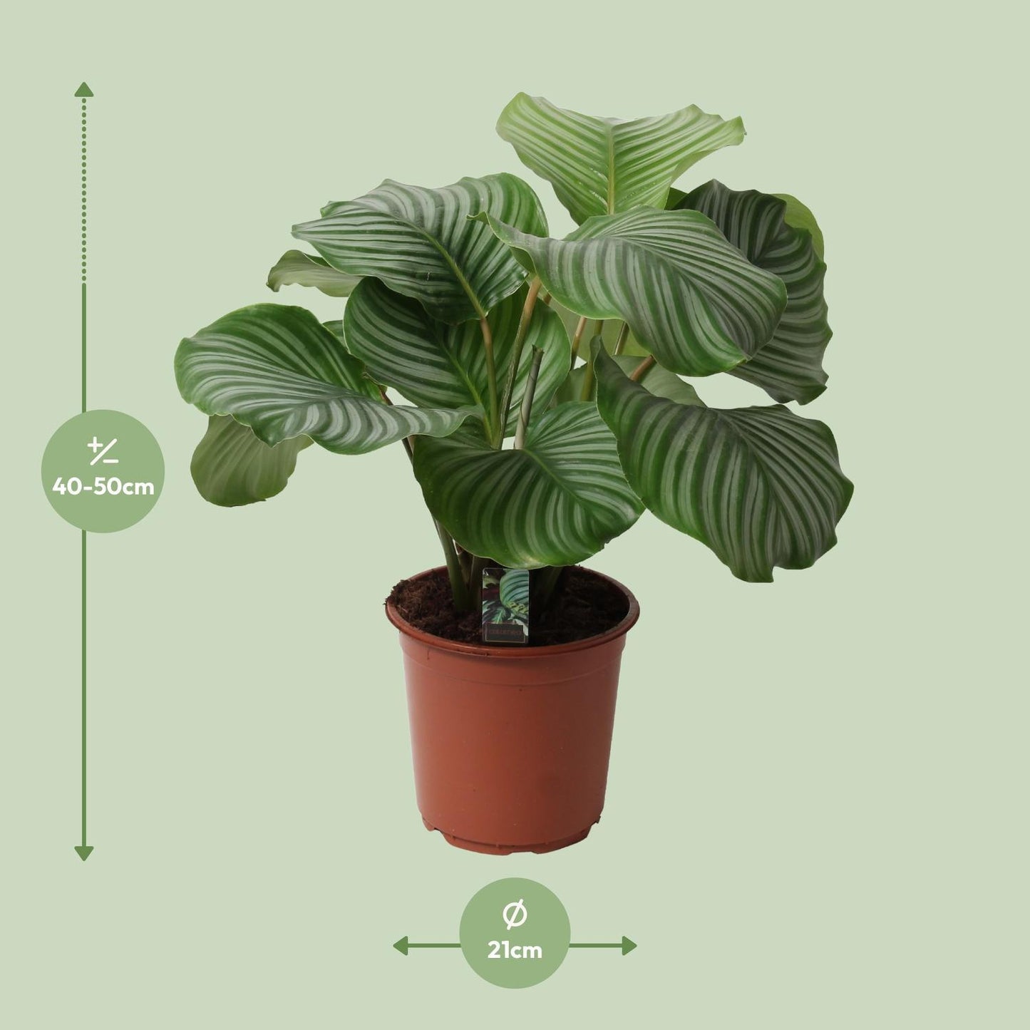 Calathea Orbifolia - ↨50cm - Ø21cm