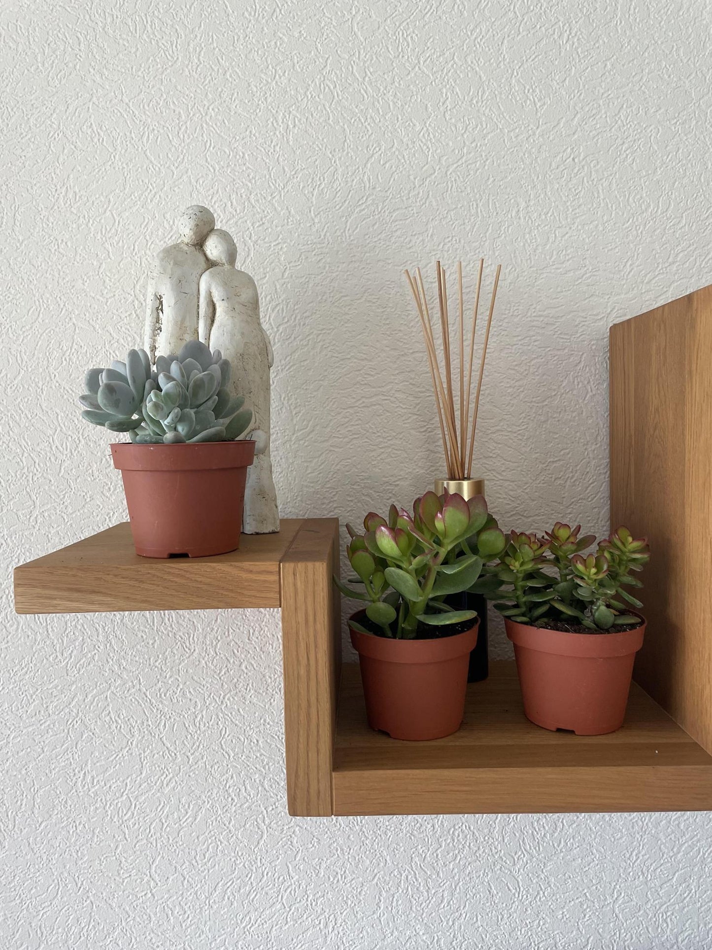 Succulenten mix 3 stuks - ↨16-22cm - Ø12cm