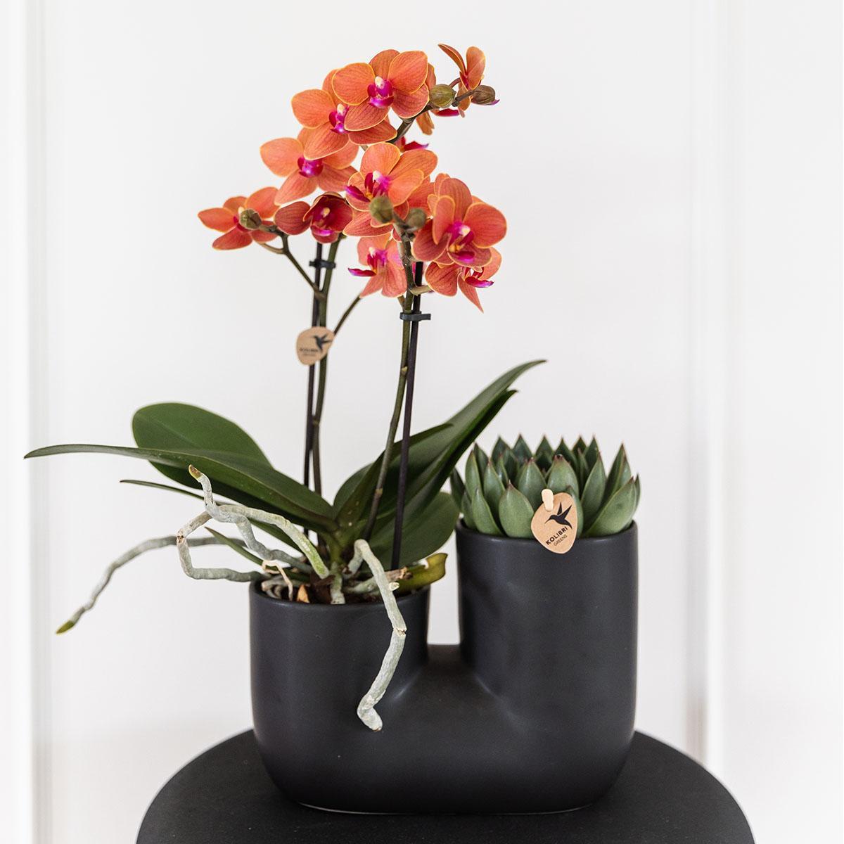 Oranje orchidee Bolzano en succulent in Tube sierpot zwart - Ø9cm