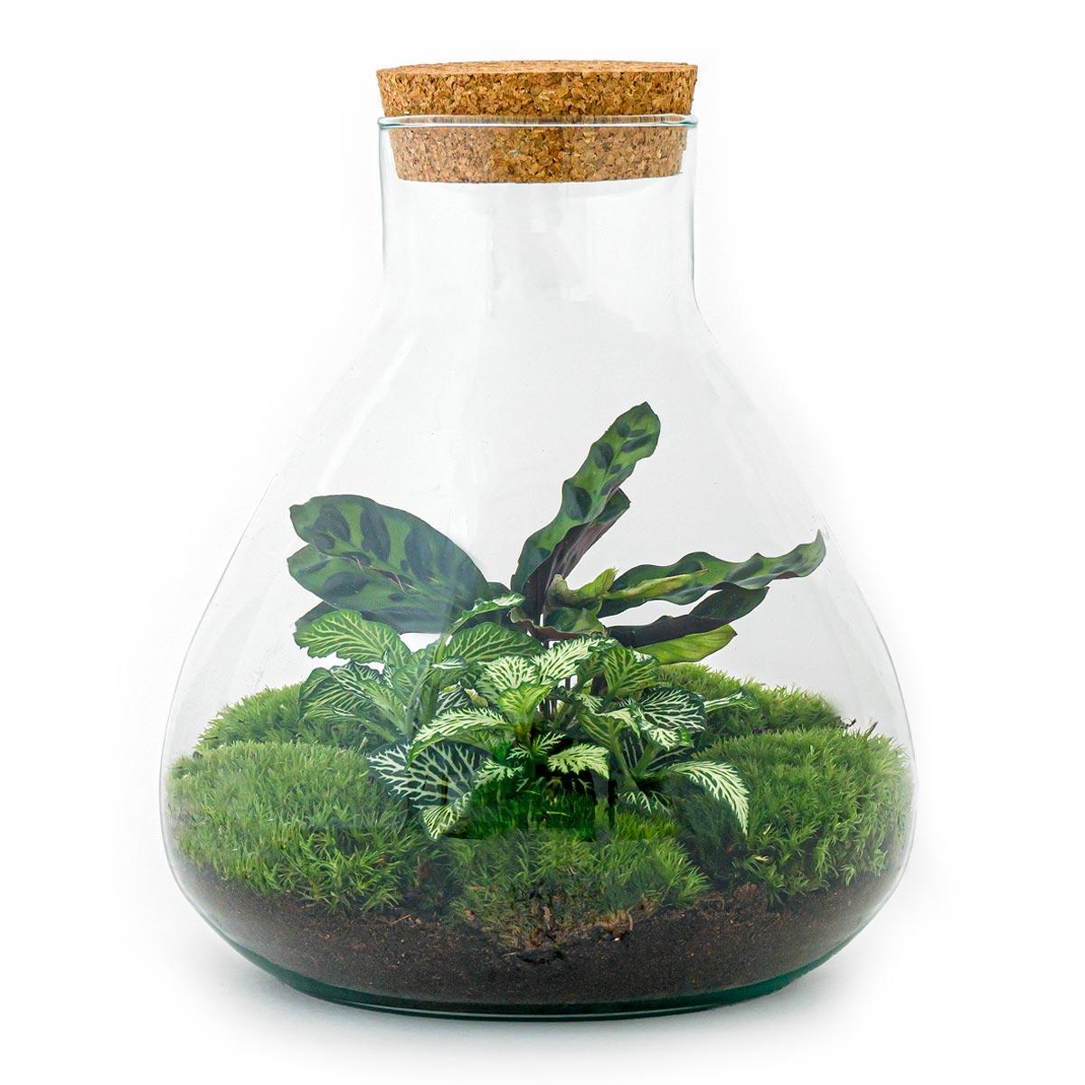 DIY terrarium Sammie – ↨27cm - Ø22,5cm