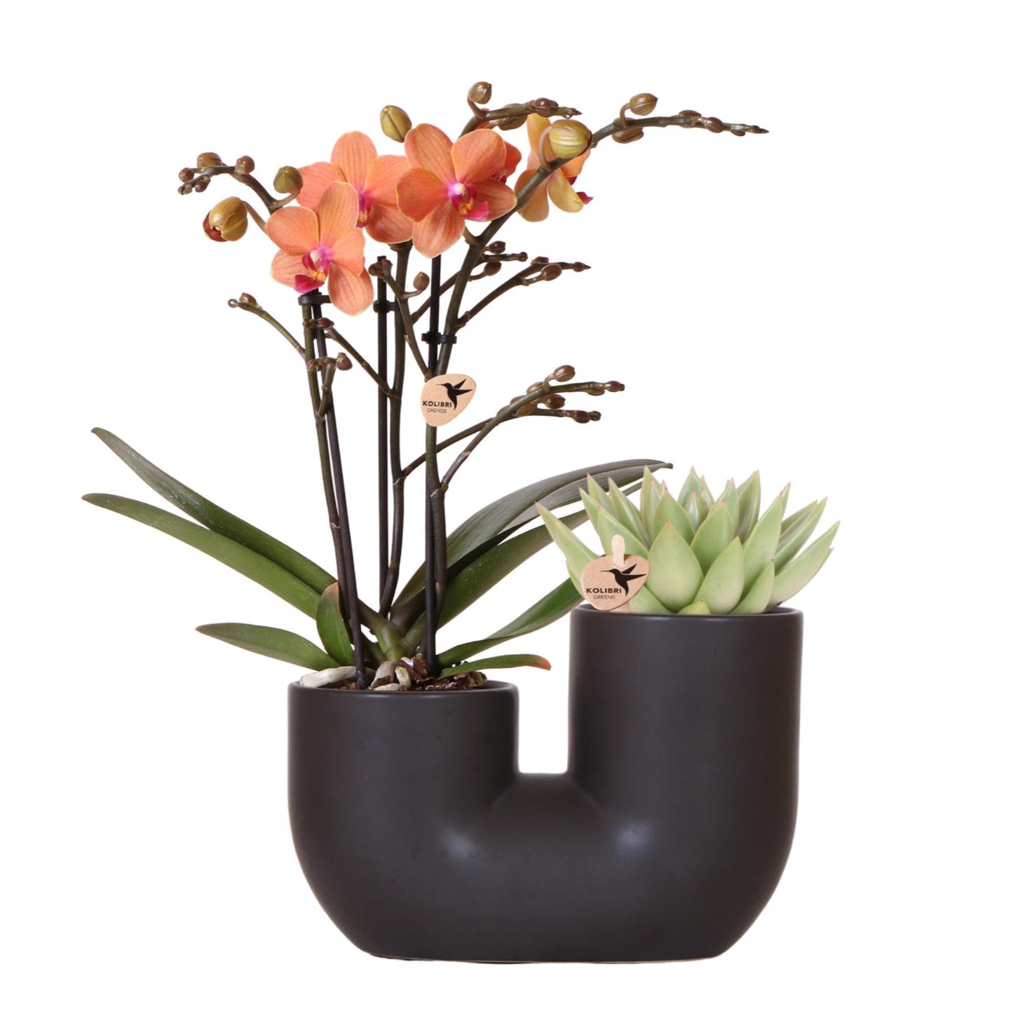 Oranje orchidee Bolzano en succulent in Tube sierpot zwart - Ø9cm