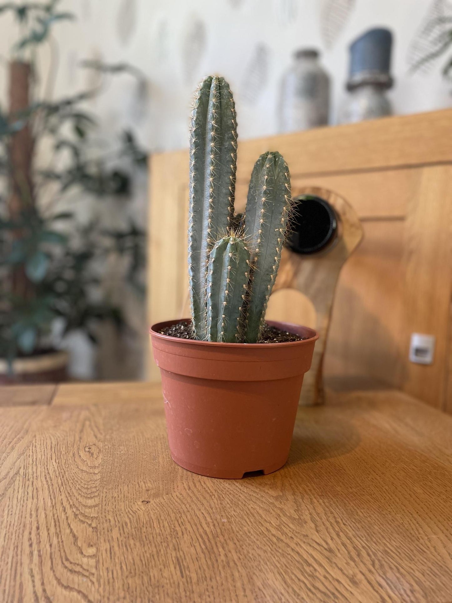 Cactus - Pilosocereus Azerues - ↨30-40cm - Ø17cm