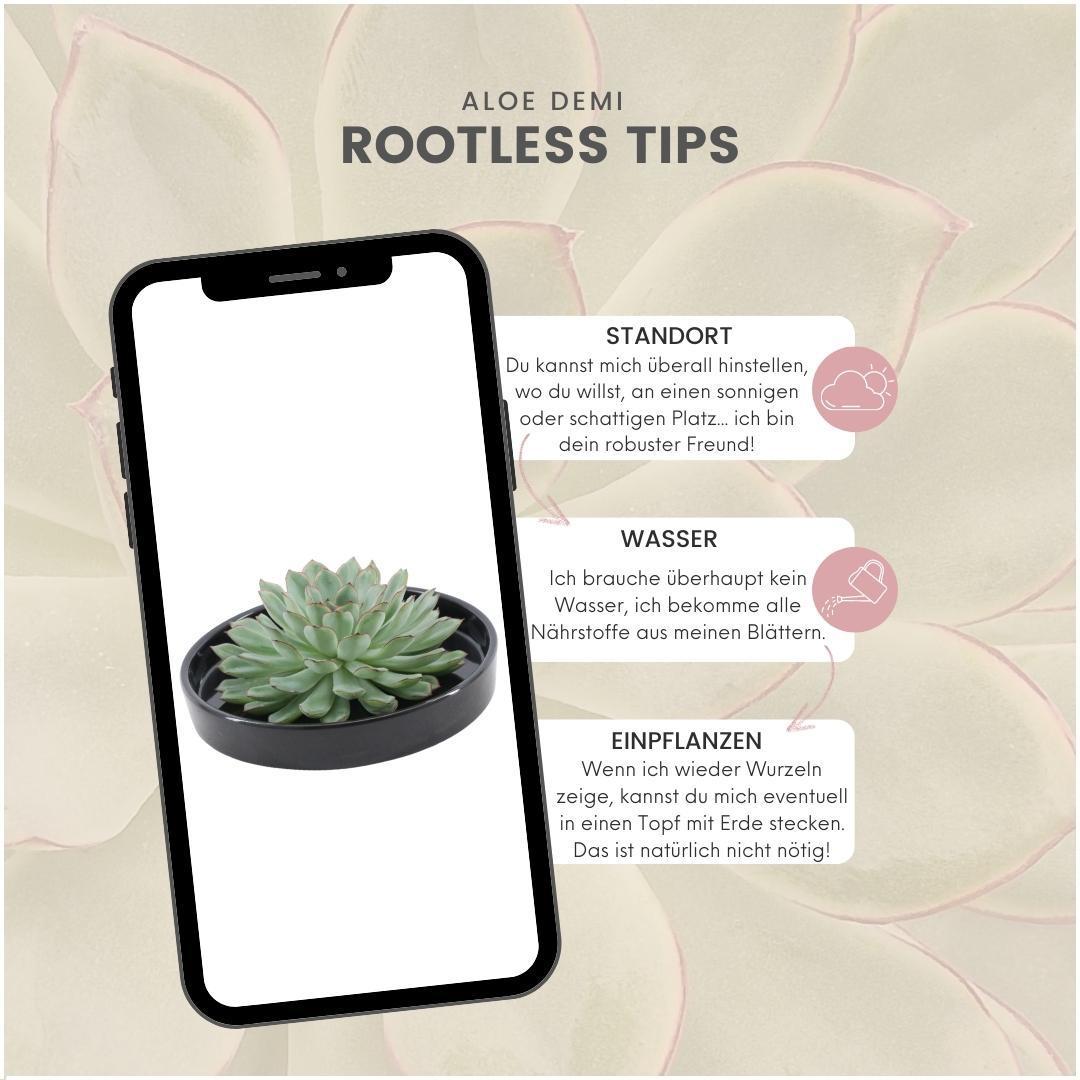 Succulent Echeveria Pulidonis in schaal zwart - ↨5cm - Ø20cm
