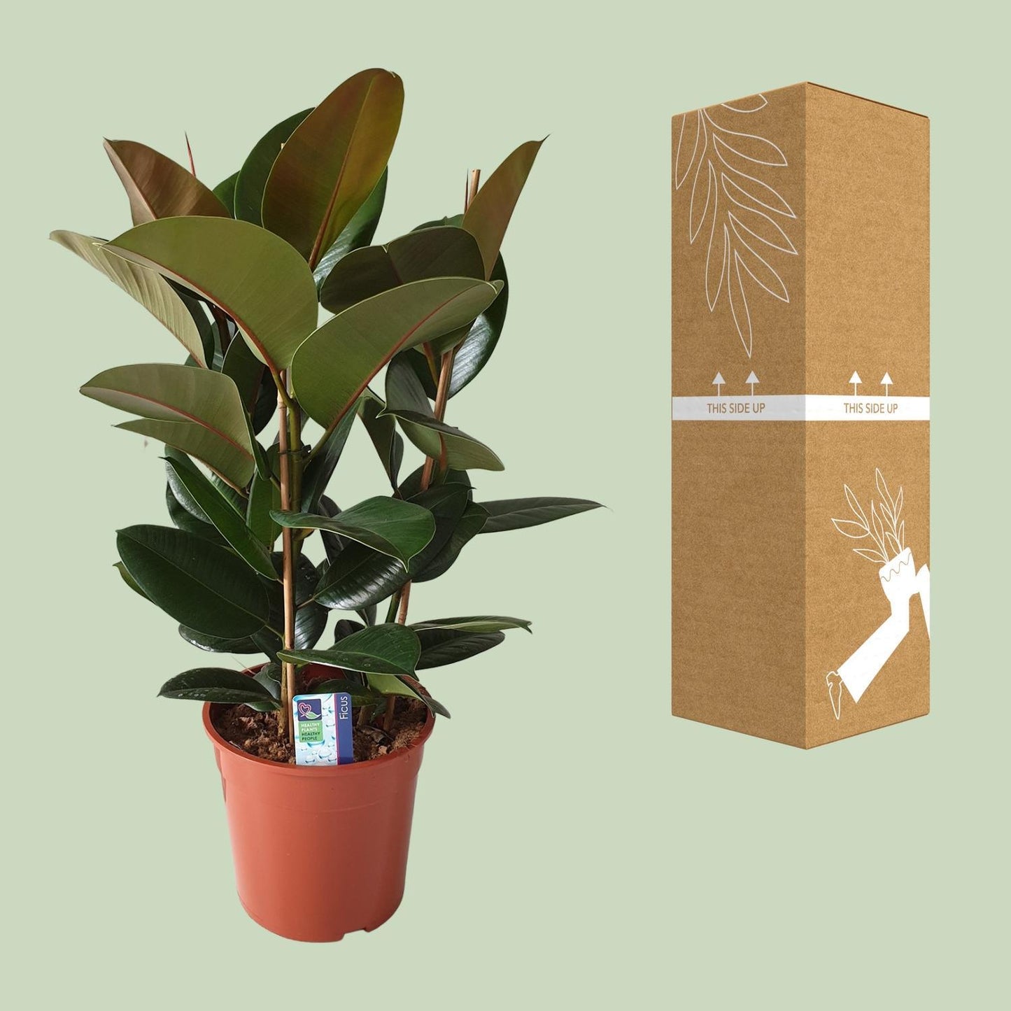 Ficus Elastica Robusta - ↨80cm - Ø27cm