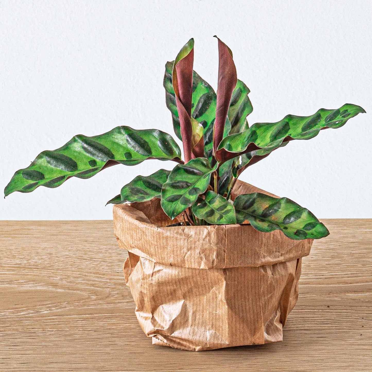 Calathea Lancifolia - Pauwenplant - Ø6cm