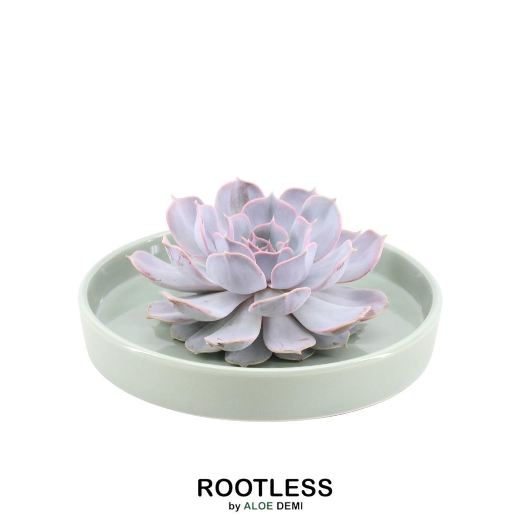 Succulent Echeveria Lilacina in schaal groen - ↨5cm - Ø20cm