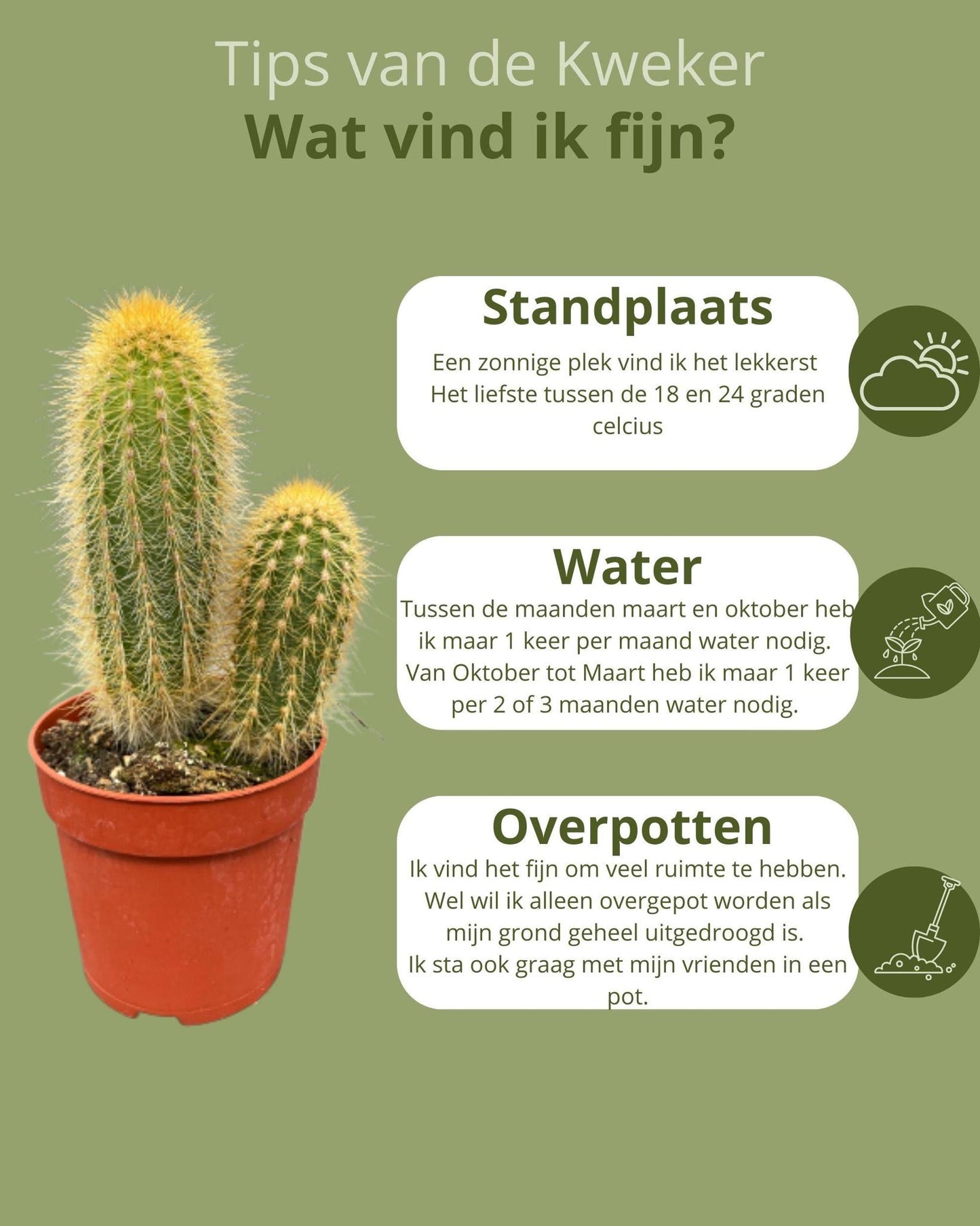 Cactus mix 6 suks- ↨8-15cm - Ø6.5cm