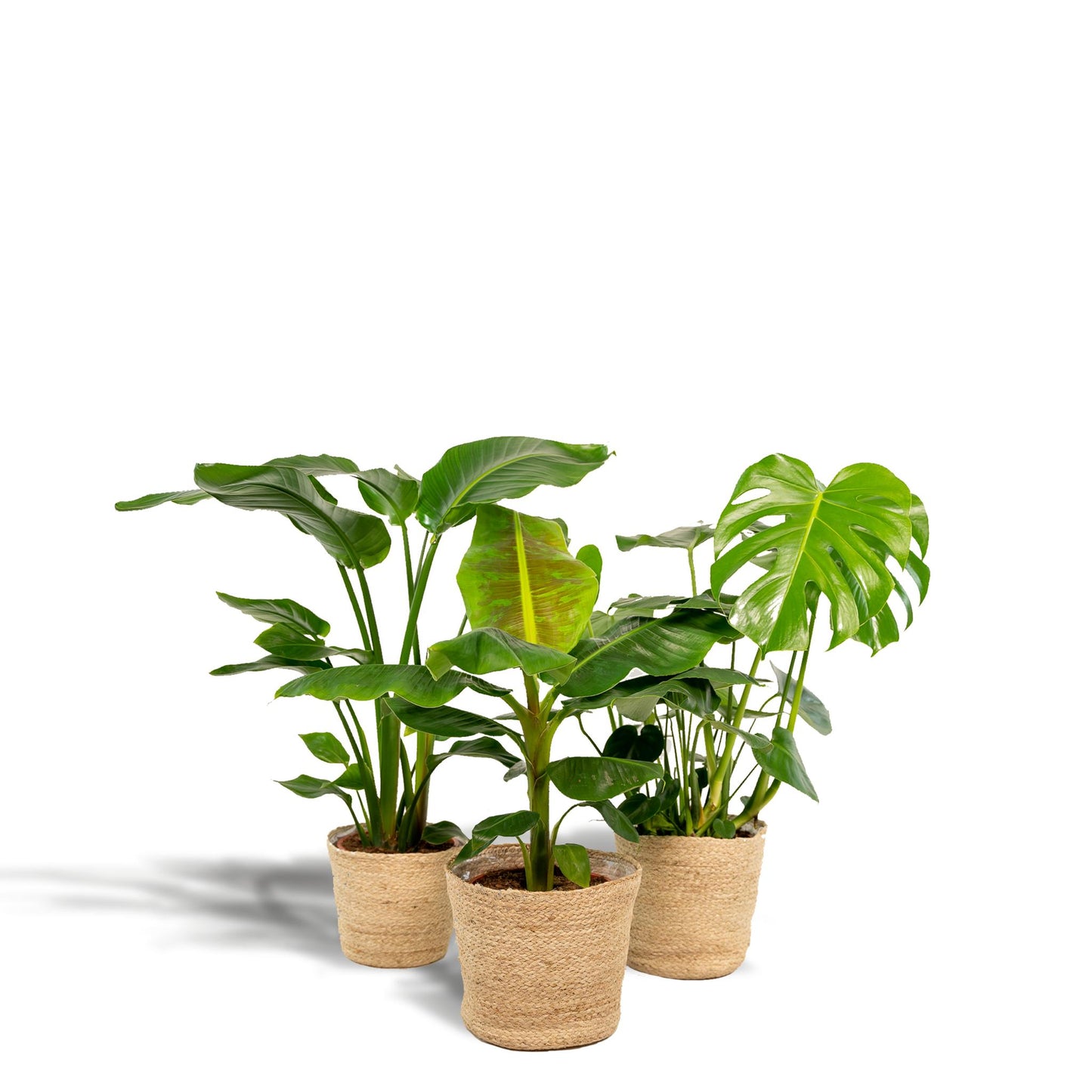 Set van 3 kamerplanten; Monstera Deliciosa, Alocasia Zebrina en Strelitzia Nicolai - met manden Selin - ↨75cm - Ø19 / Ø21cm
