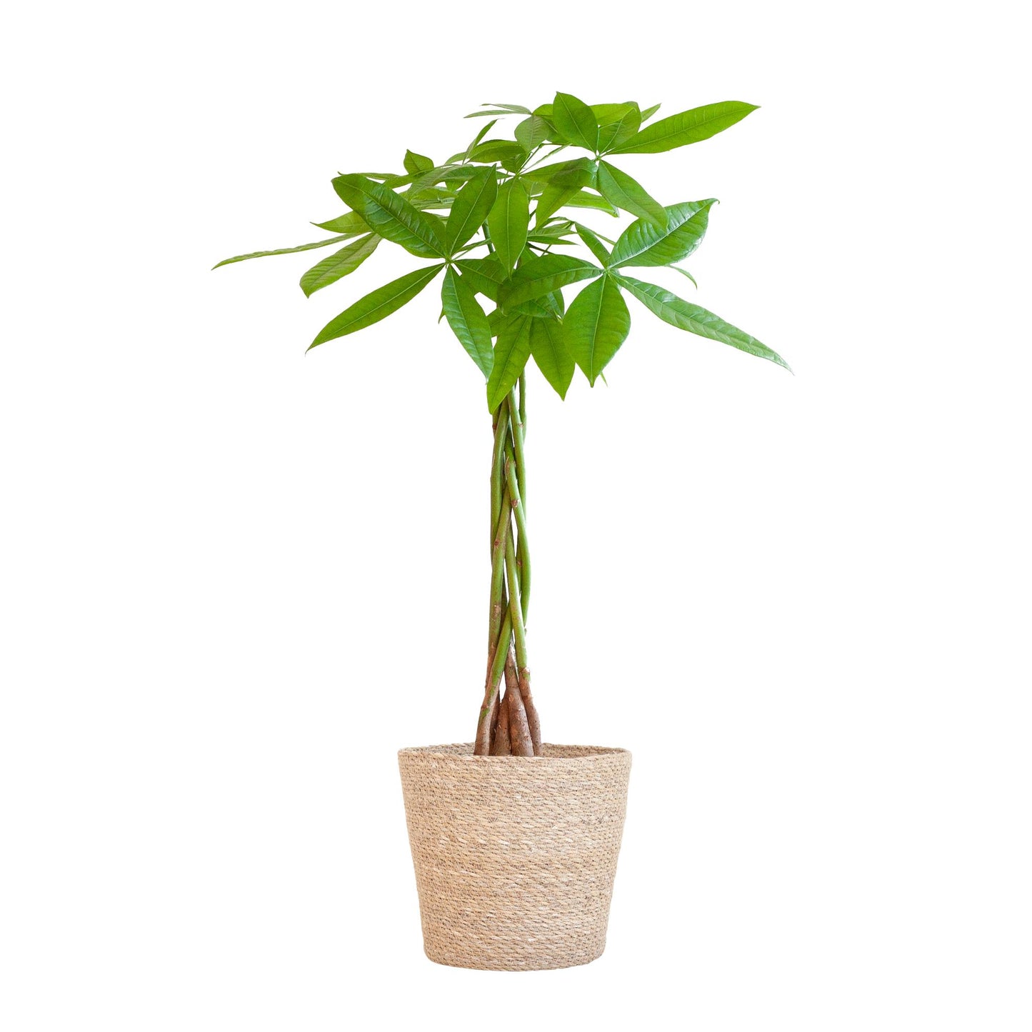 Pachira Aquatica met Sofia mand naturel - ↨80cm -Ø21cm