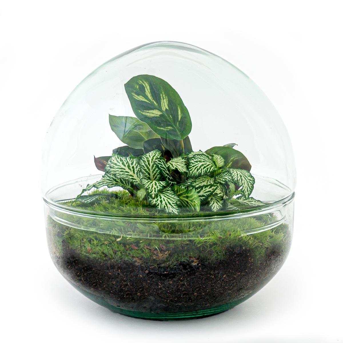 DIY terrarium Dome - ↨20cm - Ø20cm