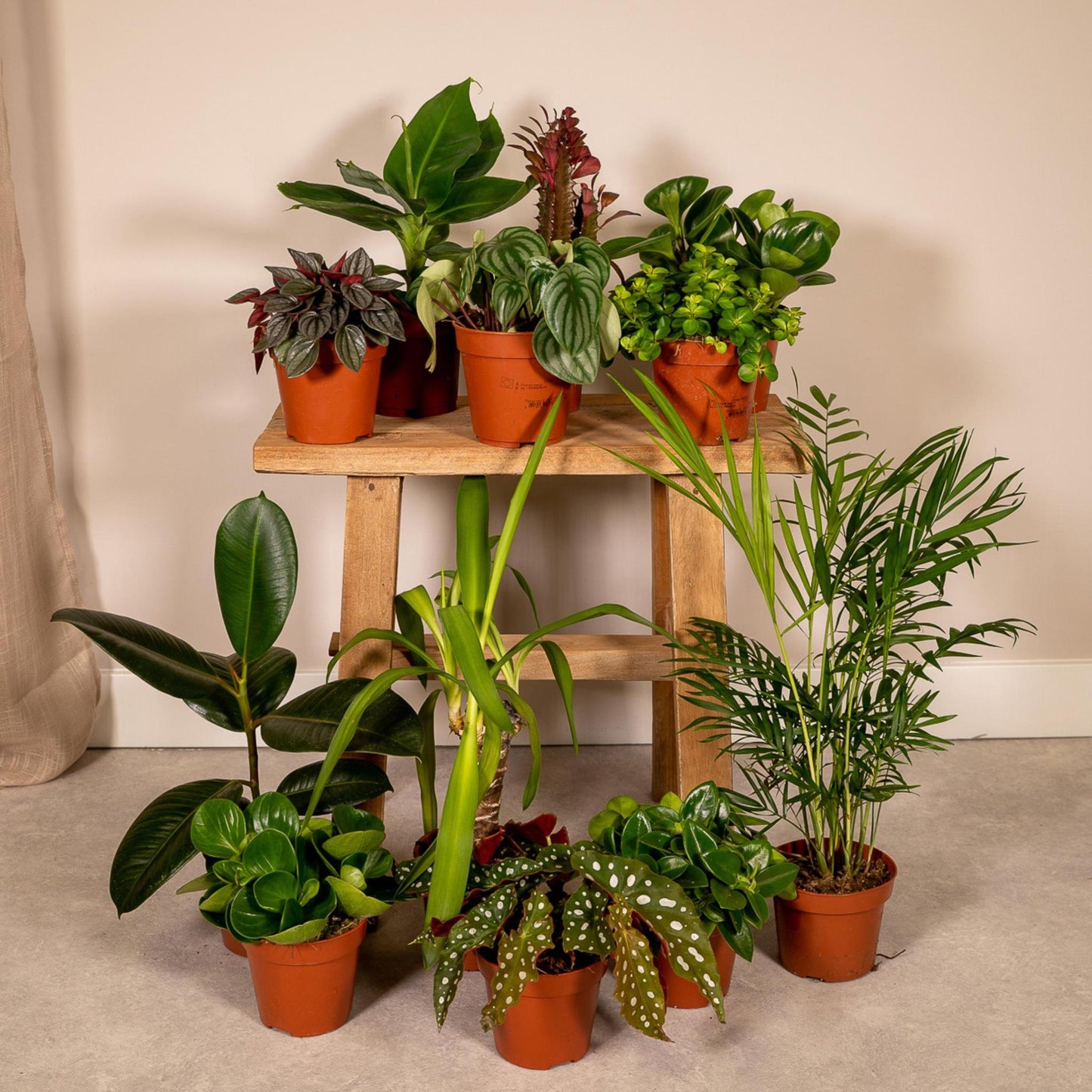 Buitenbeentjesbox met 12 kamerplanten - ↨15 a 25cm - Ø10 a 12cm