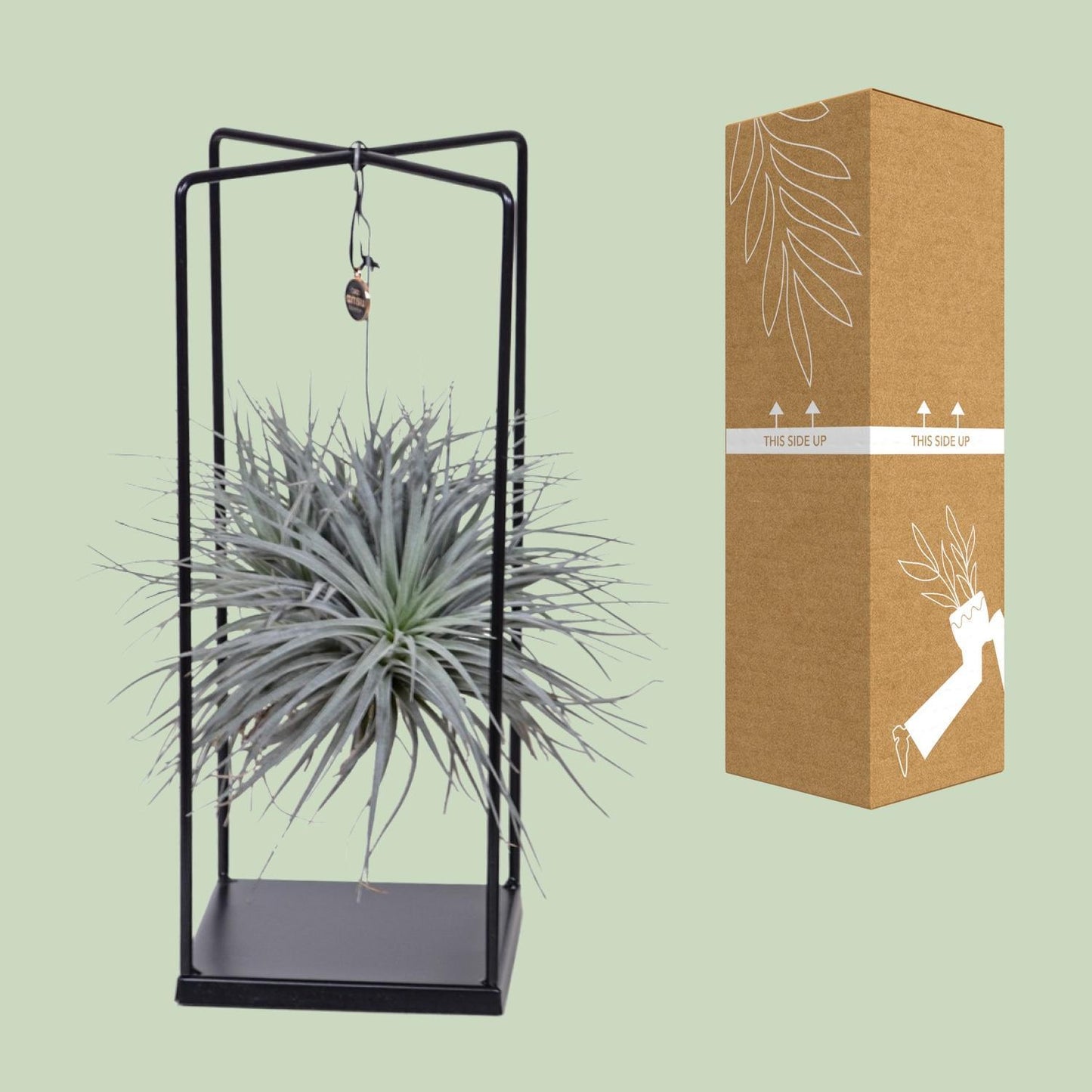 Tillandsia Cube - ↨20cm - Ø20cm