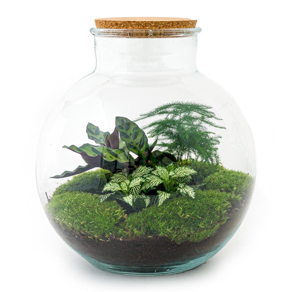 DIY terrarium Bolder Bob - ↨30cm - Ø30cm