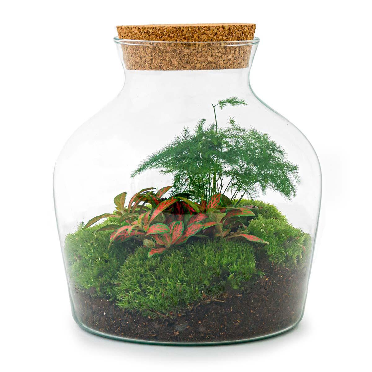 DIY terrarium Little Joe - ↨21,5cm - Ø20cm