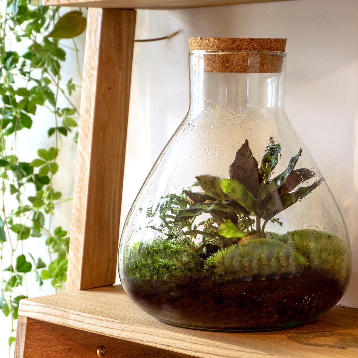 DIY terrarium Sammie – ↨27cm - Ø22,5cm