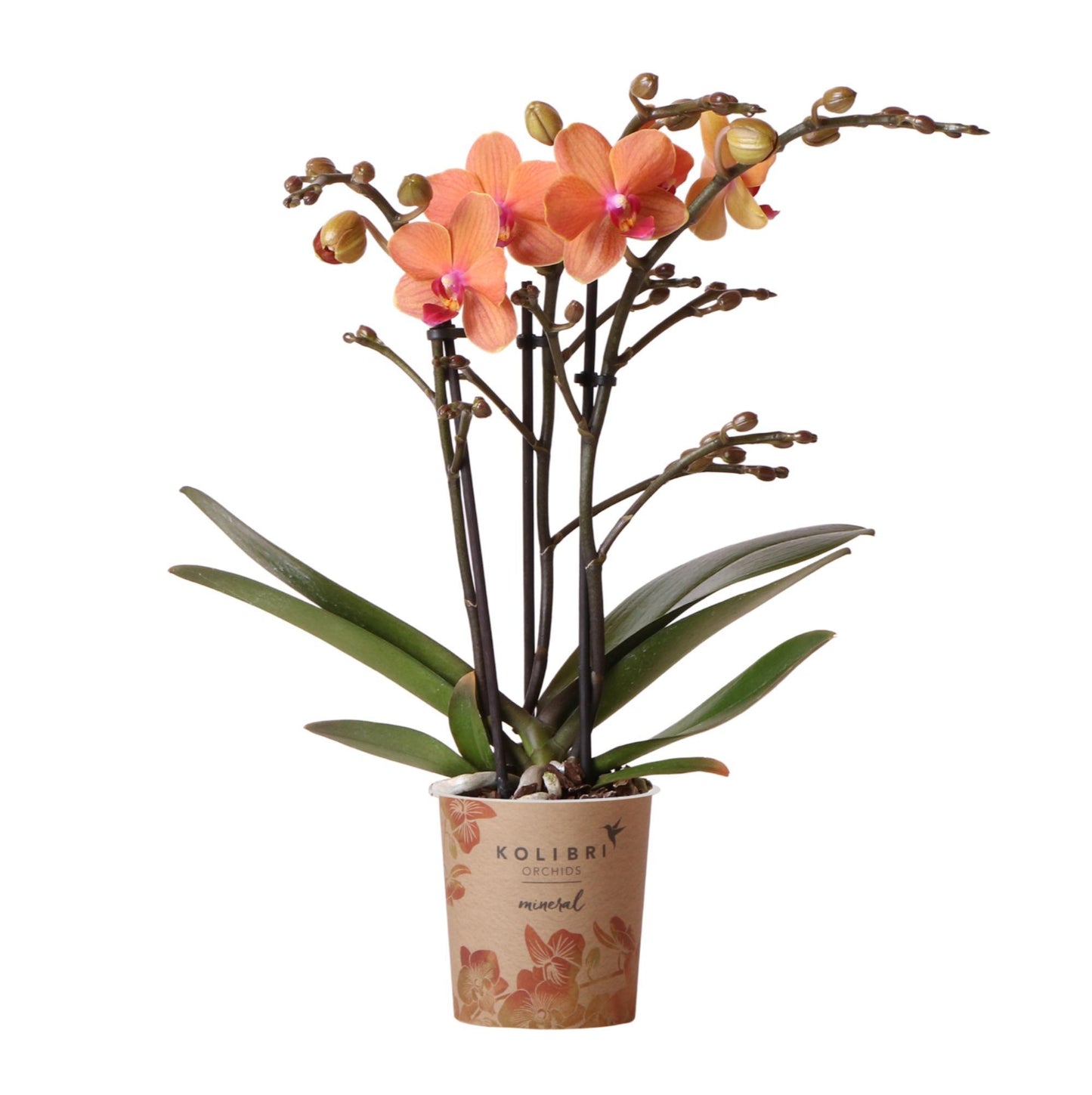 Oranje phalaenopsis orchidee - Mineral Bolzano - Ø9cm